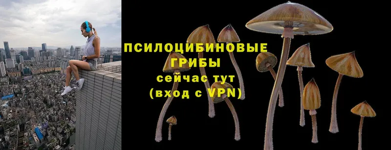 что такое   Лесосибирск  Псилоцибиновые грибы Psilocybe 